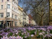 Blumenwahn im Frühling auf der Hauptstraße - der Fußgängerboulevard des Dresdner Barockviertels