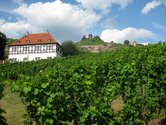 Weinberg am Hoflösnitz, das Zentrum der Sächsischen Weinkulturlandschaft