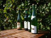 Sächsischer Wein lässt sich gut vermarkten und ist stark nachgefragt